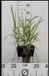 GRDplanten 6 x Miscanthus giganteus (florid./japon.) - Roseau géant japonais en pot 9 x 9 cm