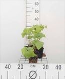 GRDplanten Groendecor Tuinarchitectuur 6x Brandkruid - Phlomis tuberosa | 9x9 cm pot