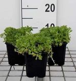 GRDplanten Mossteenbreek 6x Saxifraga 'Purpurteppich' - 9x9 cm pot