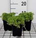 GRDplanten Mossteenbreek 6x Saxifraga 'Purpurteppich' - 9x9 cm pot