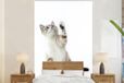 Nr1Wallpaper Fotobehang Spelende kat - 180x280 cm - Vliesbehang
