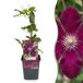 Green boutiQ - 4x Clematis Rouge Cardinal - Bosrank Rode Kardinaal - Rood - Klimplant - Ø9cm - 35cm