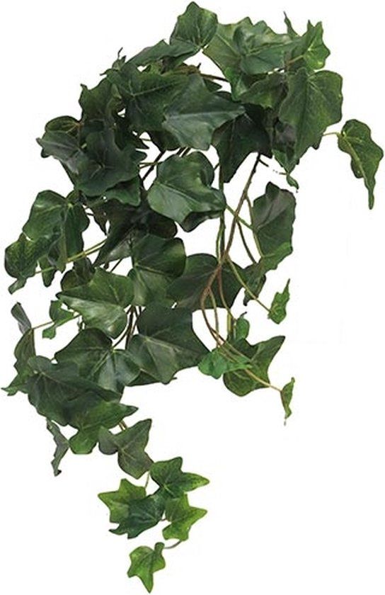 Erutan Avon Ivy Chicago M kunsthangplant