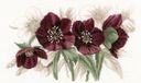 LANARTE Borduurpakket Kruissteek Schilderij HELLEBORUS Handwerkpakket voor Wanddecoratie 28 x 17 cm