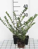 GRDplanten Groendecor Tuinarchitectuur 12x Kamperfoelie - Lonicera pileata | 9x9 cm pot