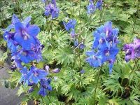 GRDplanten Ridderspoor 6x Delphinium (b) 'Piccolo' | 9x9 cm pot