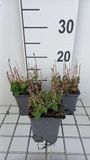 GRDplanten Groendecor Tuinarchitectuur 6x Scutellaria incana var parviflora - Glidkruid 9 x 9 cm pot