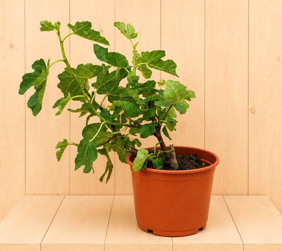 Warentuin Natuurlijk Ficus carica 50 cm Leiboom Half-schaduw