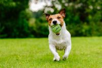 Dog Comets Starlight - Ø6 cm - Hondenspeelgoed - Hondenbal - Stuiterende tennisbal - Drijvend - Groen - 3 Stuks