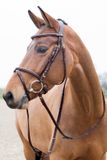 Horze Constance Gevoerd Gecombineerd Hoofdstel, Light Brown, X-Full