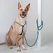 High5Dogs Clic Leash Hondenriem - Nylon - Blauw - 13 mm x 140 cm