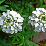 Iberis 6 x Iberis Sempervirens - Scheefkelk pot 9x9cm