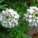 Iberis 6 x Iberis Sempervirens - Scheefkelk pot 9x9cm