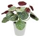 Kunstplant, begonia in pot, realistische begoniastruik, bladplant, balkonplant, struik, bladeren, kunstplanten, decoratie, kunstbloemen, terrasdecoratie, potplant, bruiloft, begoniabladerstruik