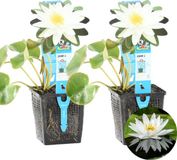 Bloomique - Set van 2 - Nymphaea Marliacea Albida - Waterlelie - Wit - Vijverplanten - Waterplanten - Winterhard - Hoogte 10-20 cm - Pot 11 cm