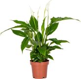 Bloomique Spathiphyllum Lepelplant Kamerplant Luchtzuiverend Hoogte 30-40 cm Pot 12 cm