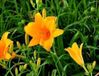 GRDplanten Groendecor Tuinarchitectuur 6x Daglelie - Hemerocallis hybr. 'Aten' | 9x9 cm pot