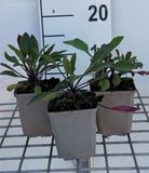 GRDplanten Groendecor Tuinarchitectuur 6x Damastbloem - Hesperis matr. 'Alba' | 9x9 cm pot