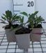 GRDplanten Groendecor Tuinarchitectuur 6x Damastbloem - Hesperis matr. 'Alba' | 9x9 cm pot