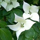 Arborix Cornus Kousa 'China Girl' - Japanse kornoelje 50-60 cm pot