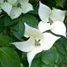 Arborix Cornus Kousa 'China Girl' - Japanse kornoelje 50-60 cm pot