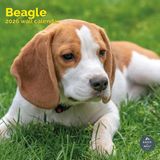 Baker & Bray Beagle Kalender 2027 Wandkalender Dieren NL Softcover