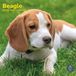 Baker & Bray Beagle Kalender 2027 Wandkalender Dieren NL Softcover