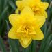 Green boutiQ - 80x Narcissus Golden Ducat - Gevulde gele narcis - Geel - Voorjaarsbloeier - Bolmaat 12/14
