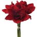 Gasper – Amaryllis Rouge Artificiels, 32 cm – Fleurs Artificielles, Botte de 3 tiges