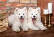Castorland Puzzel Samoyed Puppies Say Hello - 1000 stukjes legpuzzel