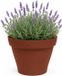 EDA Romeo Bloempot / plantenpot - kunststof - terracotta - D17 x H13 cm - binnen en buiten