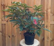 Warentuin natuurlijk - Rhododendron Wilgens Ruby