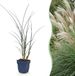 Green boutiQ Miscanthus sinensis Gracillimus Pampusgras met Pluim Groen 1 Plant Pot 11cm Hoogte 15-25cm