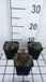 GRDplanten Huislook 6x Sempervivum hybr. 'Silberkarneol' | 9x9 cm pot