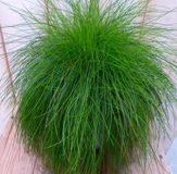 Warentuin Natuurlijk Felgroen gras bol 30 cm
