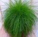 Warentuin Natuurlijk Felgroen gras bol 30 cm