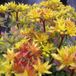 Arborix Bol 6 x Sedum Floriferum 'Weihenstephaner Gold' - Vetkruid pot 9x9cm