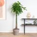 Bloomique Pachira Aquatica Geldboom Kamerplant - Luchtzuiverend - Hoogte 120-140 cm