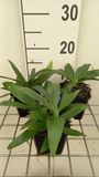 GRDplanten Groendecor Tuinarchitectuur 6x Ooievaarsbek - Gentiana dahurica | 9x9 cm pot