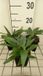 GRDplanten Groendecor Tuinarchitectuur 6x Ooievaarsbek - Gentiana dahurica | 9x9 cm pot