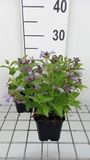 GRDplanten Nepeta subs. 'Washfield' 6x Kattekruid - 9x9 cm pot