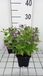 GRDplanten Nepeta subs. 'Washfield' 6x Kattekruid - 9x9 cm pot