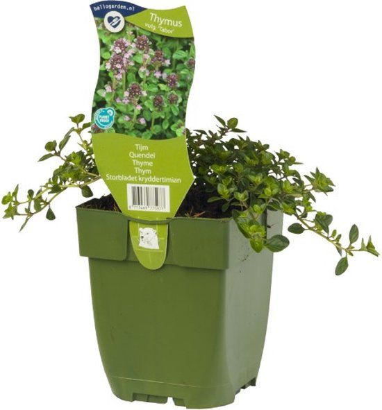 Griffioen Tijm kruid Thymus vulgare Tabor