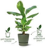 Elho Greenville Rond 14 - Bloempot voor Buiten met Waterreservoir - 100% Gerecycled Plastic - Ø 14 x H 13.4 cm - Vintage pruim