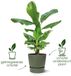 Elho Greenville Rond 14 - Bloempot voor Buiten met Waterreservoir - 100% Gerecycled Plastic - Ø 14 x H 13.4 cm - Vintage pruim