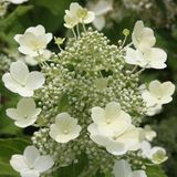 Arborix Hydrangea Hydrangea Paniculata 'Tardiva' - Hortensia - 40-50 cm in pot