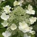Arborix Hydrangea Hydrangea Paniculata 'Tardiva' - Hortensia - 40-50 cm in pot