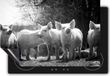 Chefcare Inductie Beschermer Groep Jonge Varkens - Zwart Wit - 95x55 cm