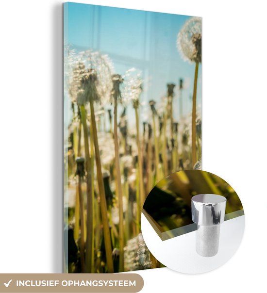 MuchoWow® Glass Painting 120x180 cm - Acrylic Glass Painting - Flowers - Dandelion - Grass Field - Photo on Glass - Paintings