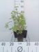 GRDplanten Groendecor Tuinarchitectuur 6x Grijsaard - Ligularia przewalskii | 9x9 cm pot